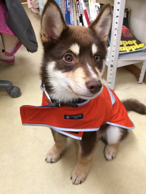 f:id:japanrescue1995:20150313204622j:plain f:id:japanrescue1995:20150313204622j:plain