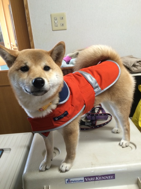 f:id:japanrescue1995:20150313205018j:plain f:id:japanrescue1995:20150313205018j:plain