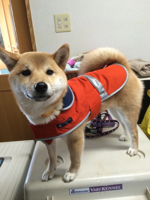 f:id:japanrescue1995:20150313205018j:plain