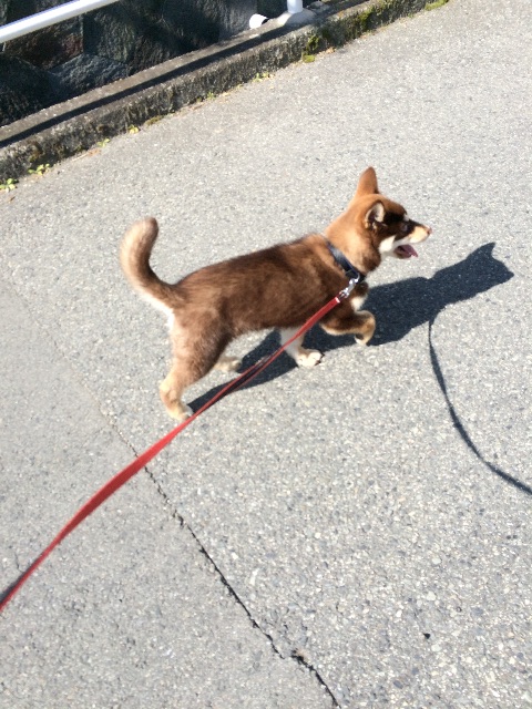 f:id:japanrescue1995:20150513153203j:image f:id:japanrescue1995:20150513153203j:image
