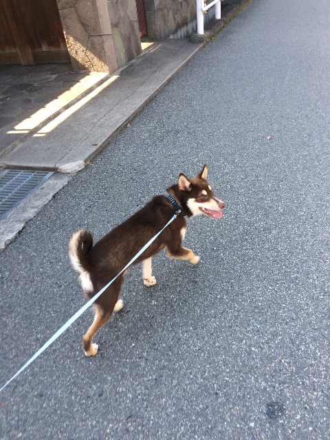 f:id:japanrescue1995:20150513153245j:image f:id:japanrescue1995:20150513153245j:image