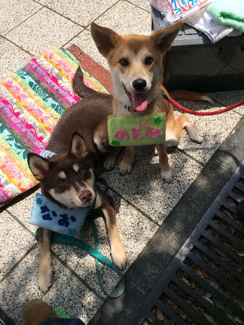 f:id:japanrescue1995:20150531191435j:image f:id:japanrescue1995:20150531191435j:image