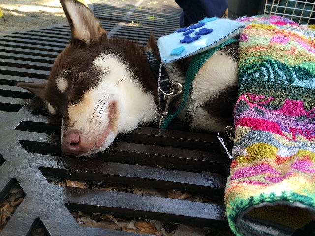 f:id:japanrescue1995:20150531191801j:image f:id:japanrescue1995:20150531191801j:image