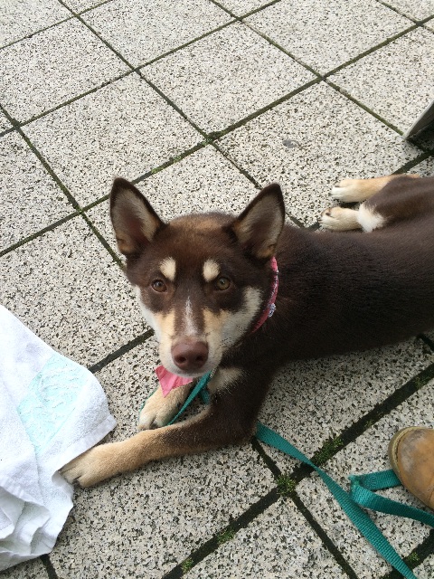 f:id:japanrescue1995:20150608000131j:image f:id:japanrescue1995:20150608000131j:image
