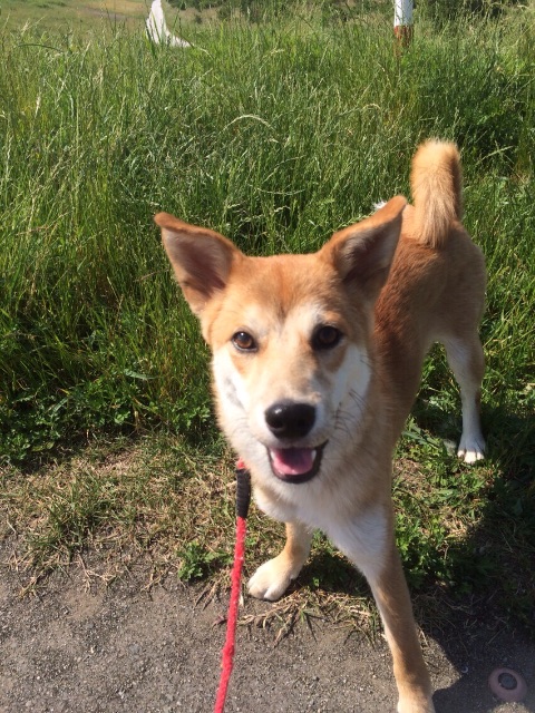 f:id:japanrescue1995:20150612104648j:image f:id:japanrescue1995:20150612104648j:image