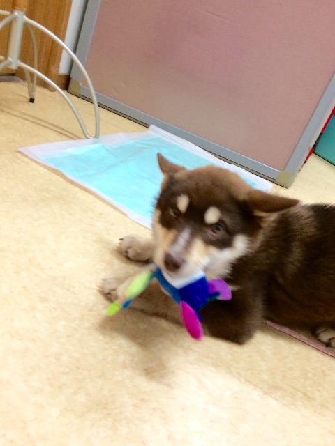 f:id:japanrescue1995:20150612105434j:image f:id:japanrescue1995:20150612105434j:image
