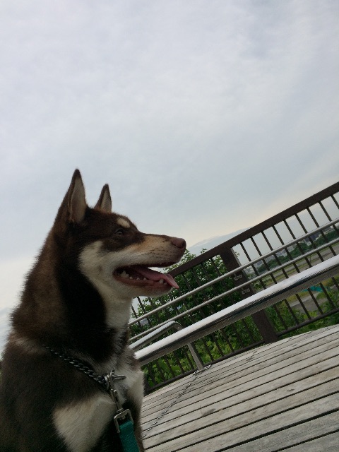 f:id:japanrescue1995:20150614101514j:image f:id:japanrescue1995:20150614101514j:image