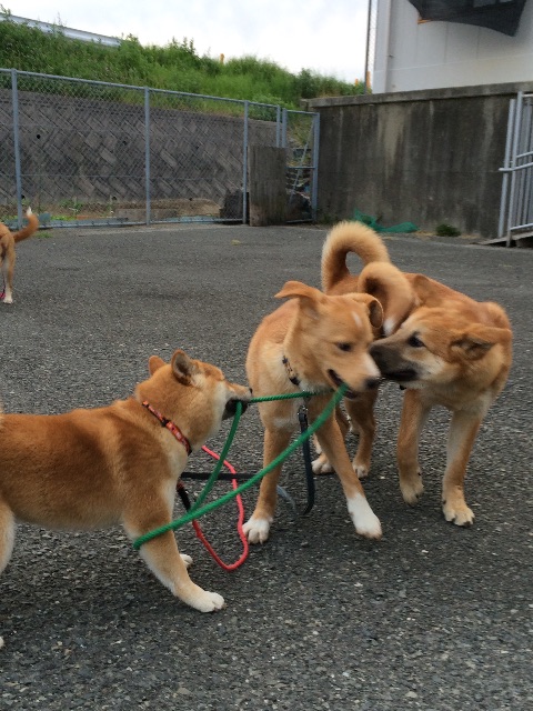 f:id:japanrescue1995:20150614101945j:image f:id:japanrescue1995:20150614101945j:image