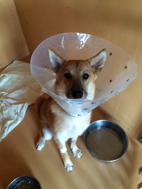 f:id:japanrescue1995:20150618101527j:image f:id:japanrescue1995:20150618101527j:image