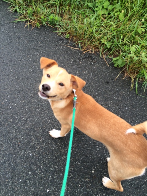 f:id:japanrescue1995:20150618101548j:image f:id:japanrescue1995:20150618101548j:image
