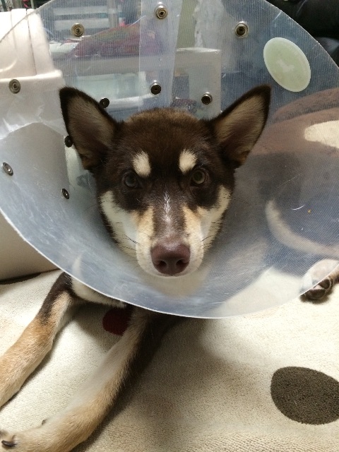 f:id:japanrescue1995:20150618101655j:image f:id:japanrescue1995:20150618101655j:image