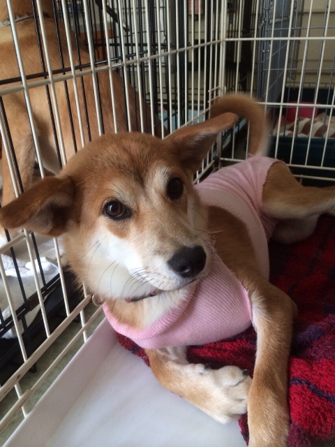 f:id:japanrescue1995:20150618101751j:image f:id:japanrescue1995:20150618101751j:image