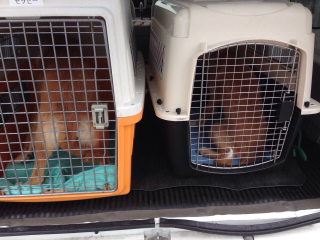 f:id:japanrescue1995:20150618102220j:image f:id:japanrescue1995:20150618102220j:image