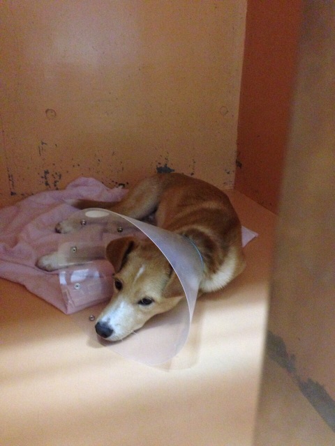 f:id:japanrescue1995:20150618102310j:image f:id:japanrescue1995:20150618102310j:image