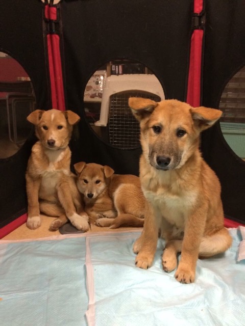f:id:japanrescue1995:20150623100139j:image f:id:japanrescue1995:20150623100139j:image