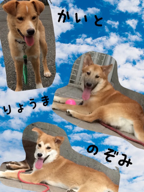 f:id:japanrescue1995:20150623100315j:image f:id:japanrescue1995:20150623100315j:image