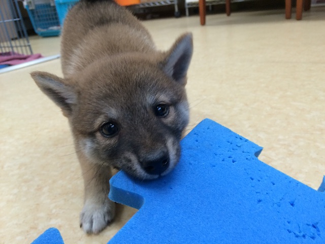 f:id:japanrescue1995:20150623100414j:image f:id:japanrescue1995:20150623100414j:image