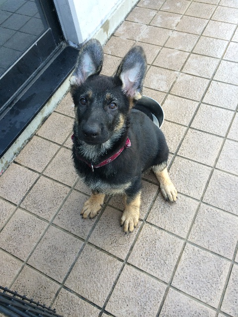 f:id:japanrescue1995:20150623100525j:image f:id:japanrescue1995:20150623100525j:image