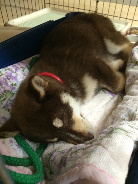 f:id:japanrescue1995:20150625105050j:image f:id:japanrescue1995:20150625105050j:image
