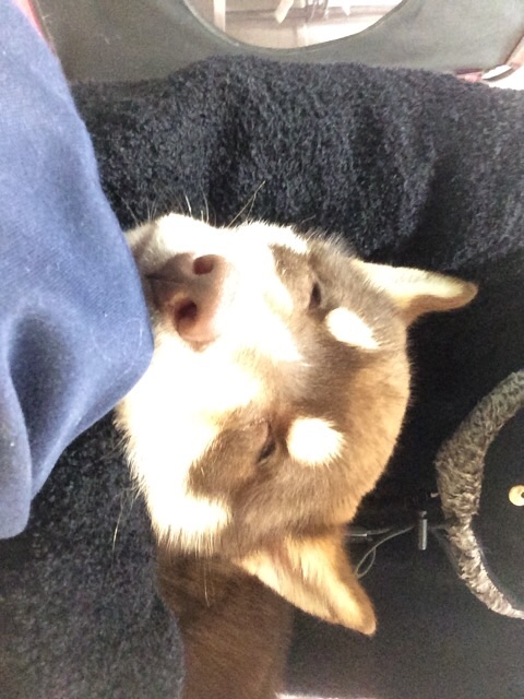 f:id:japanrescue1995:20150625105236j:image f:id:japanrescue1995:20150625105236j:image