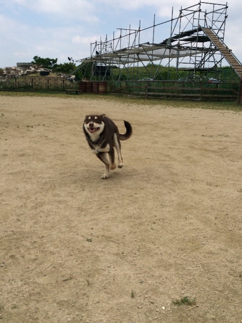 f:id:japanrescue1995:20150625105456j:image f:id:japanrescue1995:20150625105456j:image