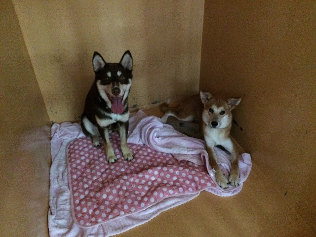 f:id:japanrescue1995:20150625105545j:image f:id:japanrescue1995:20150625105545j:image