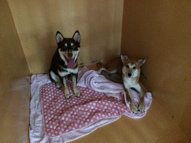 f:id:japanrescue1995:20150625105545j:image