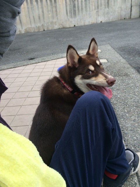 f:id:japanrescue1995:20150626124621j:image f:id:japanrescue1995:20150626124621j:image
