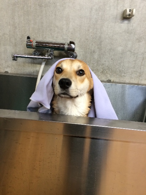 f:id:japanrescue1995:20150701105443j:image f:id:japanrescue1995:20150701105443j:image