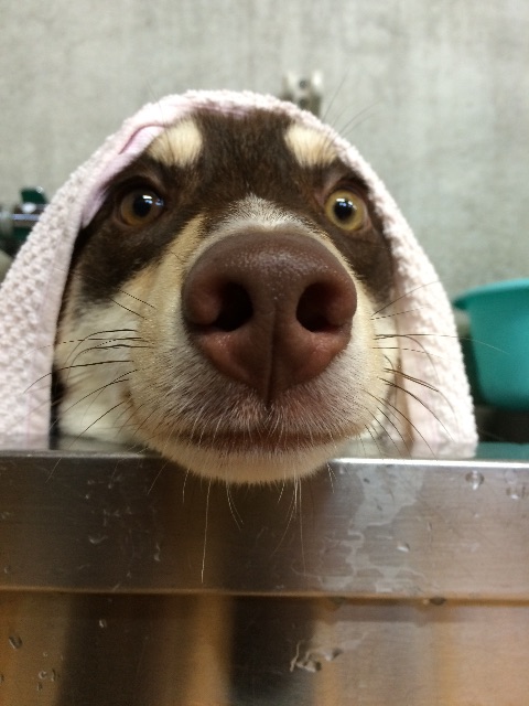 f:id:japanrescue1995:20150701105605j:image f:id:japanrescue1995:20150701105605j:image