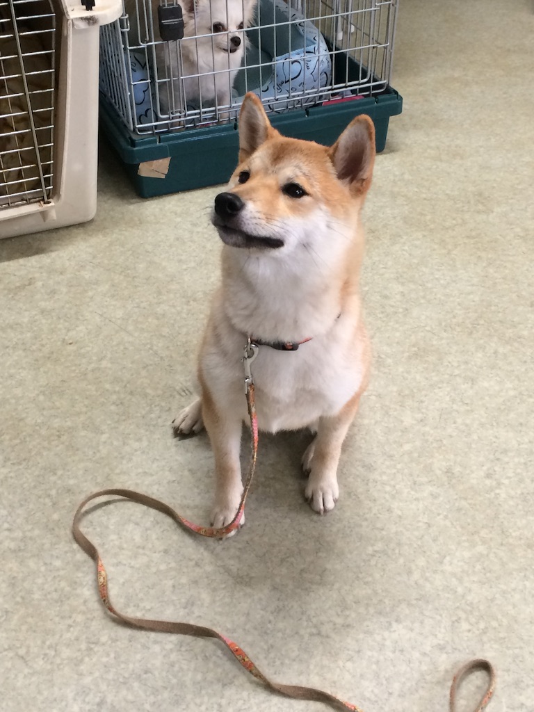 f:id:japanrescue1995:20150722102747j:image f:id:japanrescue1995:20150722102747j:image