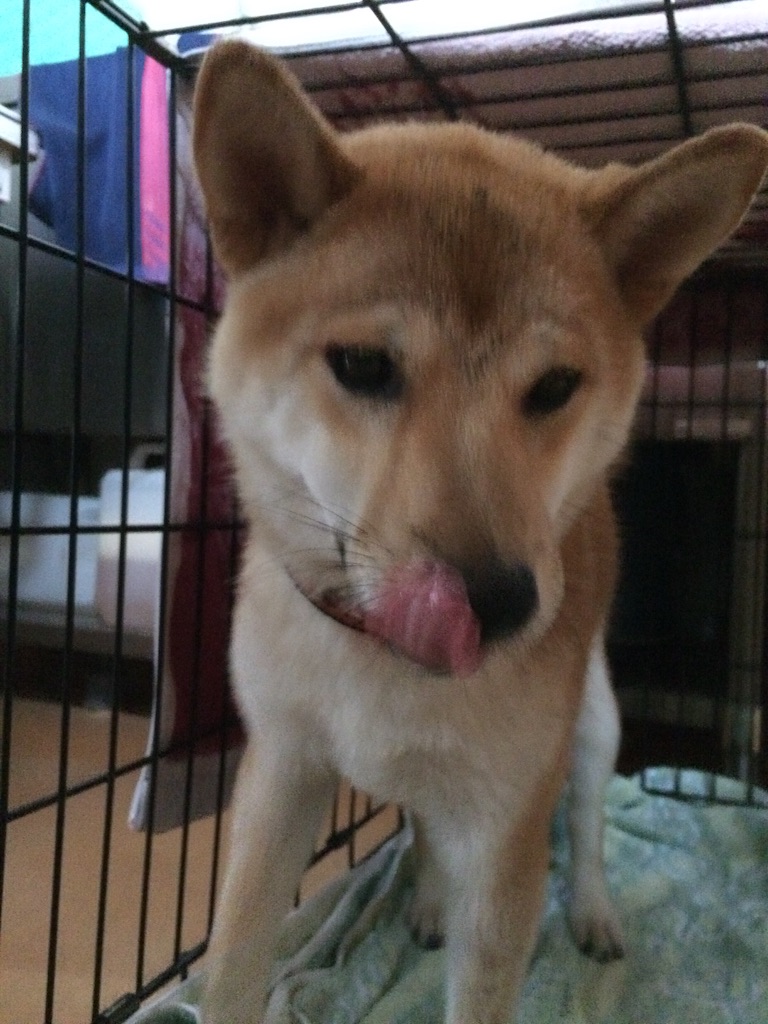 f:id:japanrescue1995:20150723084623j:image f:id:japanrescue1995:20150723084623j:image