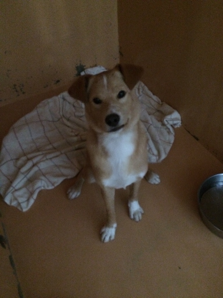 f:id:japanrescue1995:20150723084702j:image f:id:japanrescue1995:20150723084702j:image