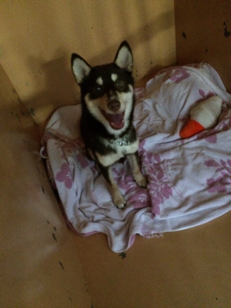 f:id:japanrescue1995:20150723084752j:image f:id:japanrescue1995:20150723084752j:image