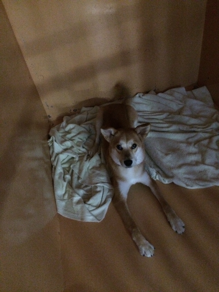f:id:japanrescue1995:20150723084836j:image f:id:japanrescue1995:20150723084836j:image