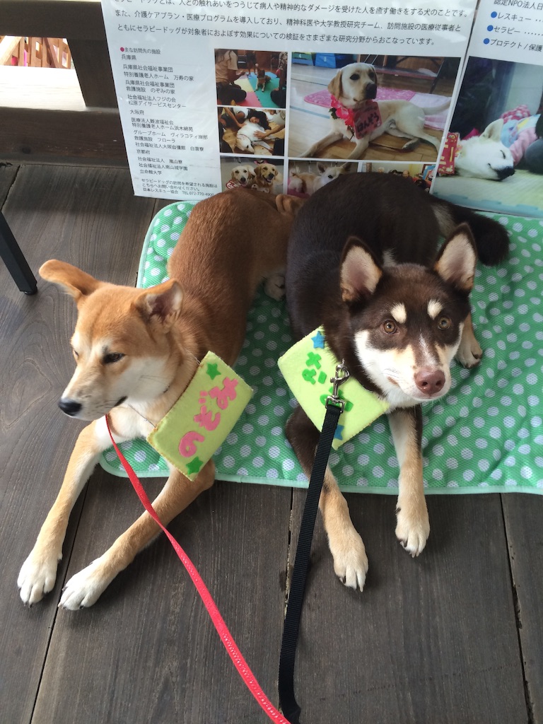 f:id:japanrescue1995:20150729092820j:image f:id:japanrescue1995:20150729092820j:image
