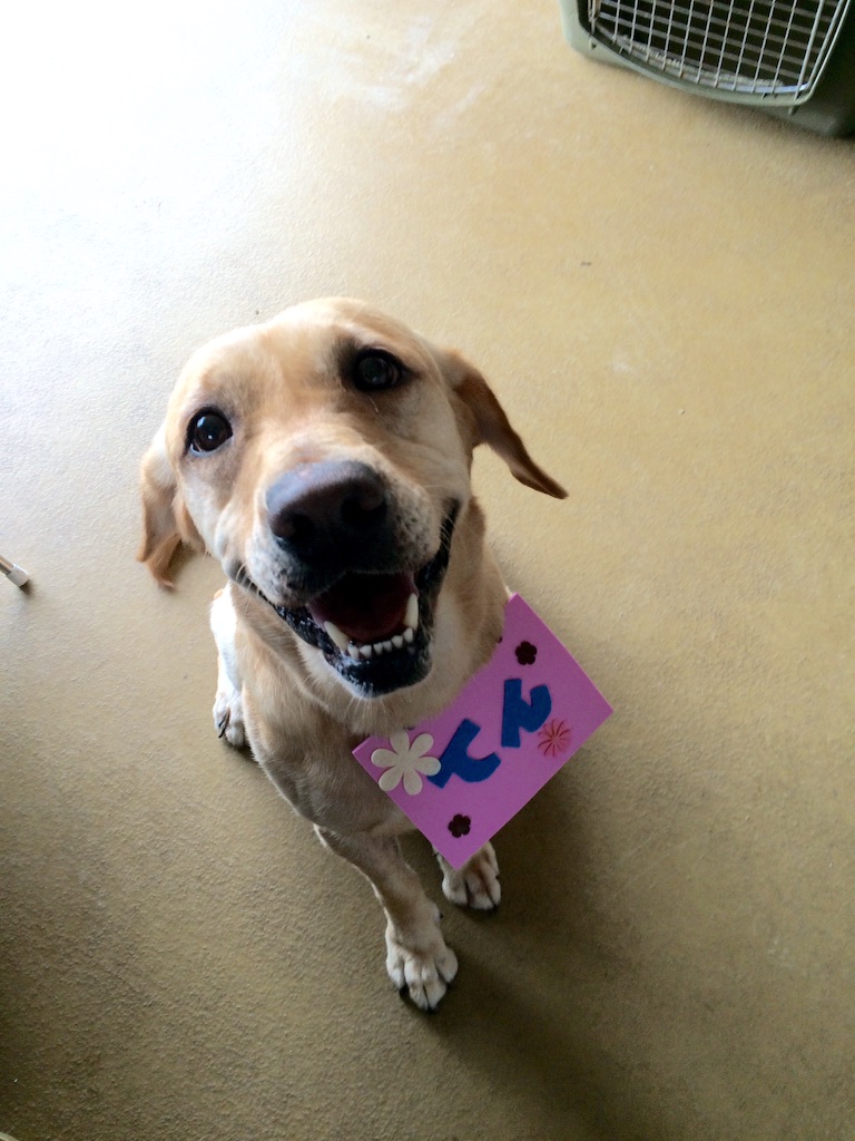 f:id:japanrescue1995:20150729092911j:image f:id:japanrescue1995:20150729092911j:image