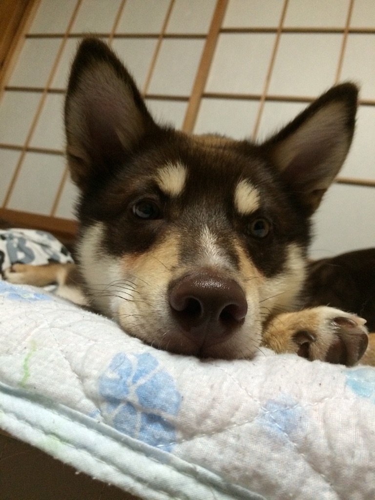 f:id:japanrescue1995:20150804224336j:image f:id:japanrescue1995:20150804224336j:image