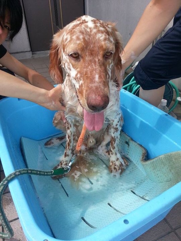 f:id:japanrescue1995:20150806182156j:image f:id:japanrescue1995:20150806182156j:image