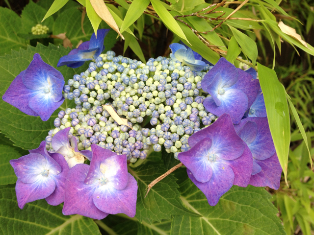 f:id:jen615:20130616150643j:plain f:id:jen615:20130616150643j:plain