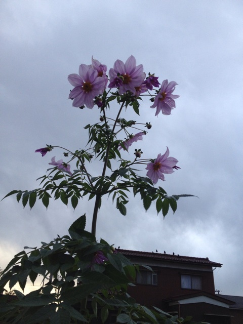 f:id:jen615:20131120184401j:plain f:id:jen615:20131120184401j:plain
