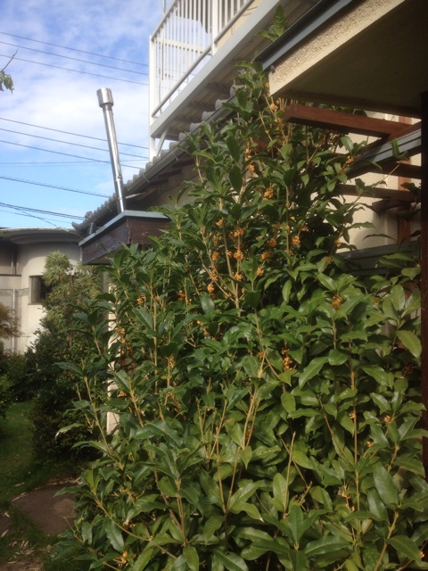 f:id:jijiro:20141005014818j:plain f:id:jijiro:20141005014818j:plain