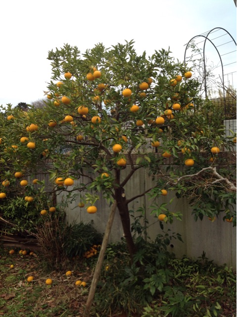 f:id:jijiro:20150115083340j:plain f:id:jijiro:20150115083340j:plain