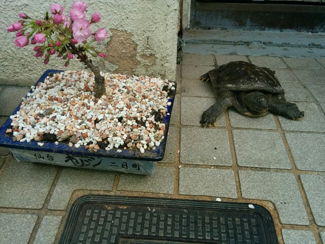 f:id:jikaseimenkirinji:20160505142349j:image f:id:jikaseimenkirinji:20160505142349j:image