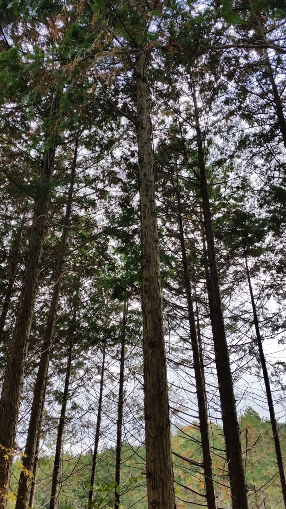 f:id:jinbei6211:20151115144027j:plain f:id:jinbei6211:20151115144027j:plain