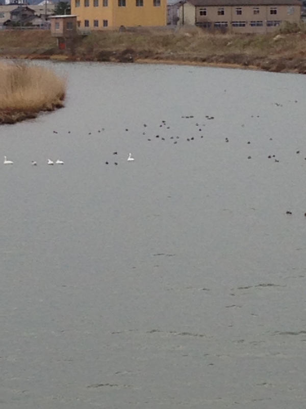 f:id:jivejp:20150205102842j:plain