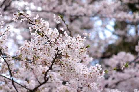 f:id:jivejp:20150410211714j:plain