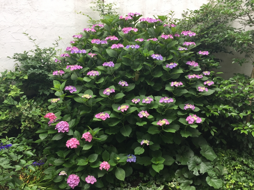 f:id:john_burger:20160605172127j:plain f:id:john_burger:20160605172127j:plain