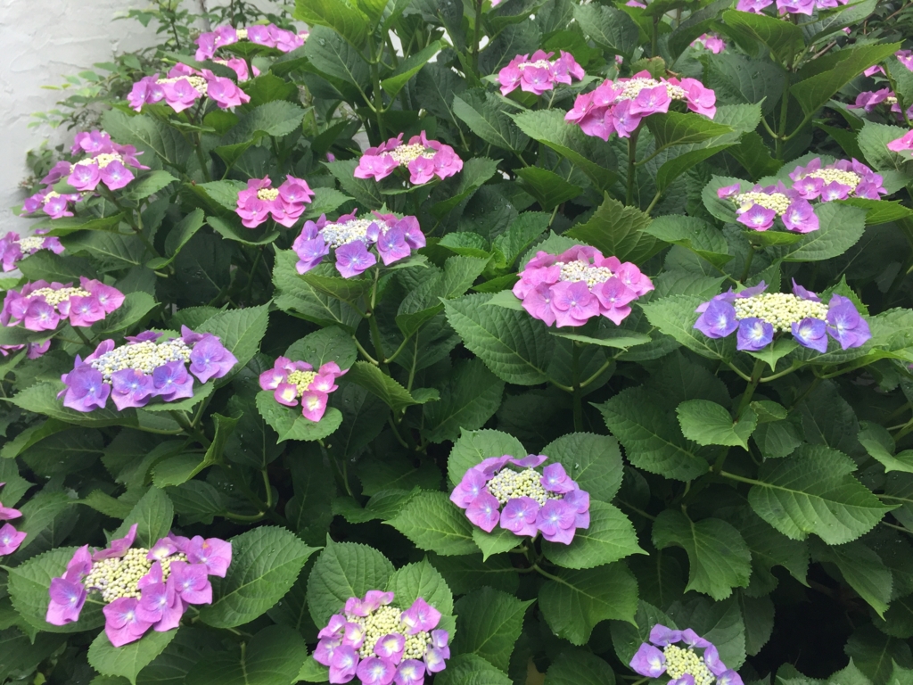 f:id:john_burger:20160605172223j:plain f:id:john_burger:20160605172223j:plain