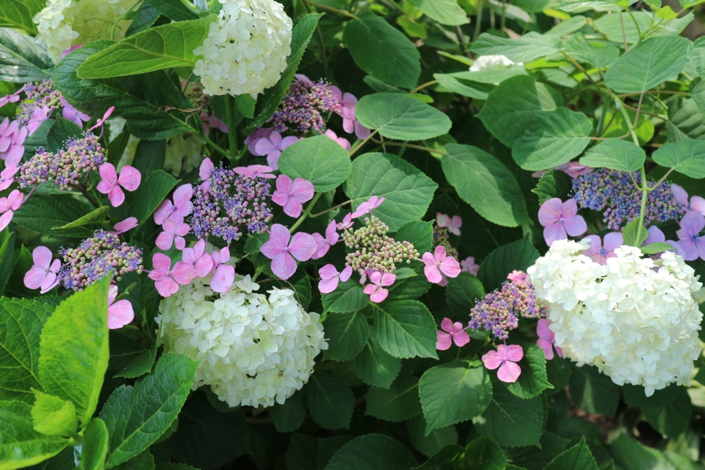 f:id:john_burger:20160615141611j:plain f:id:john_burger:20160615141611j:plain
